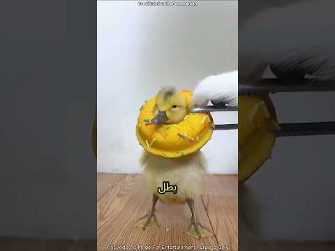 تشيكو استخدم دونات عملاقة لإنقاذ تشاكي! 🍩 #shortvideo