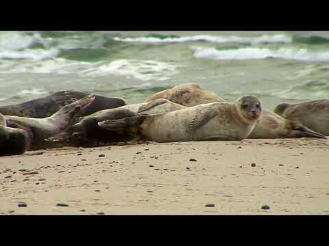 Nationalpark Vadehavet - intro