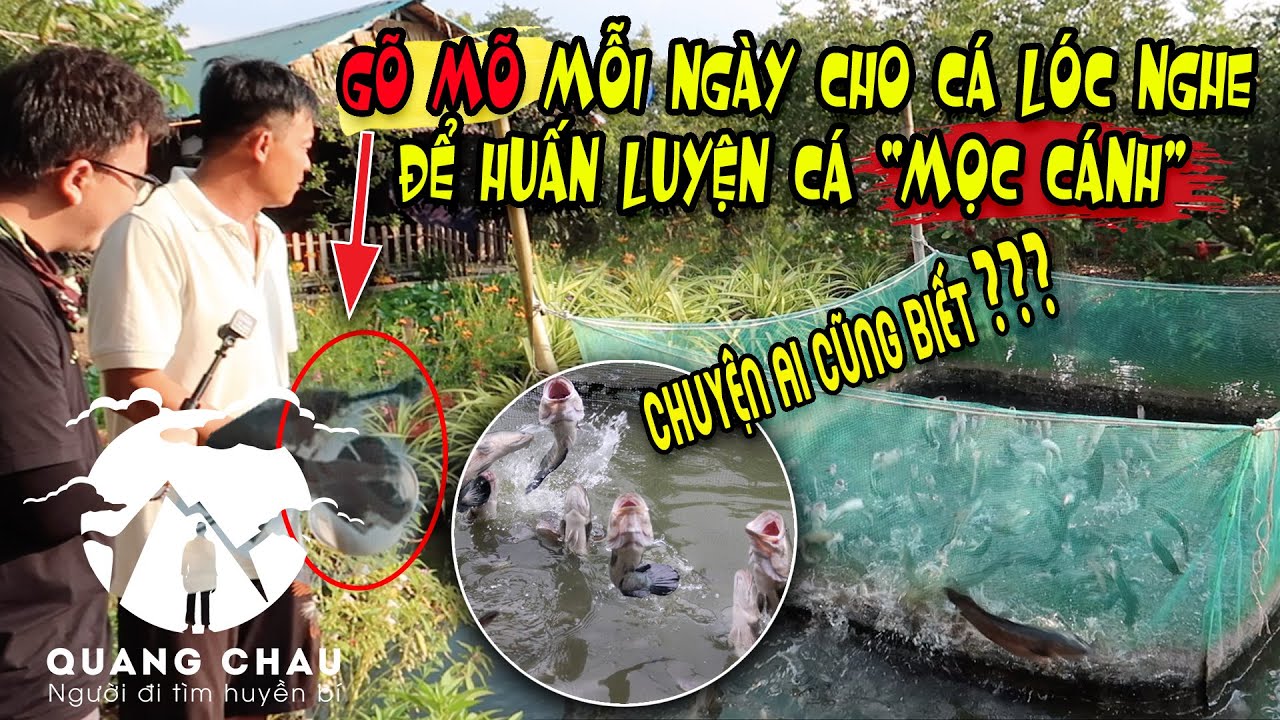 Cận cảnh xem Cá Lóc mọc cánh bay như phim Cổ Trang ở sông Hậu