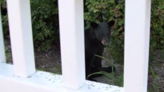 preview picture of video 'Black bear spotted in Mount Dora Florida'