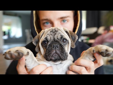 The PUPPIES are HUGE!!! | Puppy Vlog #3