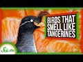 These Birds Smell Like Tangerines