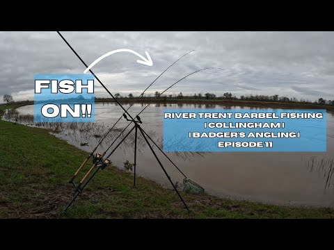 River Trent Barbel Fishing | Collingham | Badger's Angling | Episode 11