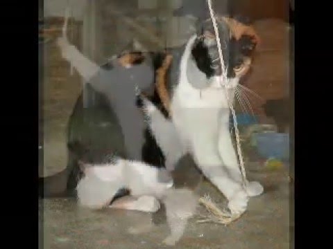 Beauty, GV de Cascais