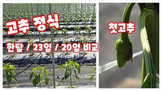 고추심은지 한달 23일 20일 생육 비교 괴산청결고추 괴산고추 [고추재배방법]