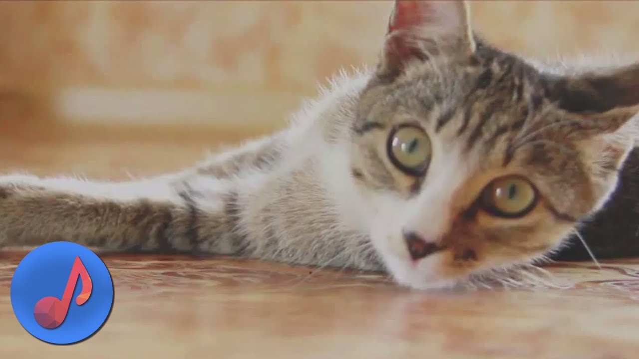 То-шик — Котёнок (Мяу)