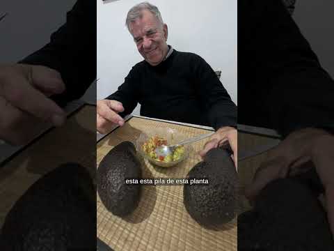La curiosa historia de la palta Carumbé: apareció en el monte de Jujuy