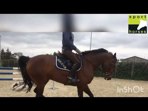 KWPN | Numero Uno | Hamar