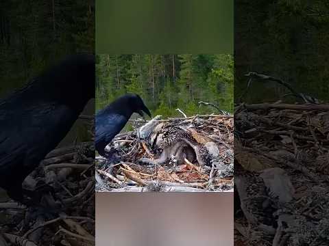 Crow and eagle fight 😱 Crow Attacks nest & Pays Price #shorts #animals #facts