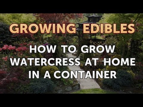 How to Grow Mangosteen From Seed