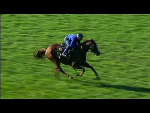 Undrafted works at Keeneland (October 29, 2016)