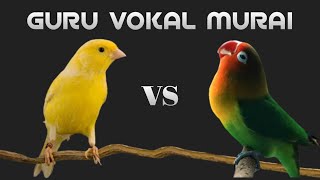 Download lagu Masteran Kombinasi Kenari vs Lovebird Untuk Isian ... mp3