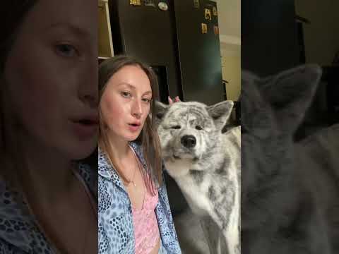 შეღებილი