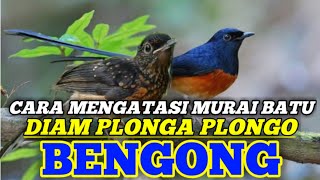 Download lagu CARA MENGATASI MURAI BATU BENGONG DIAM PLONGA PLONGO mp3 Download lagu CARA MENGATASI MURAI BATU BENGONG DIAM PLONGA PLONGO mp3