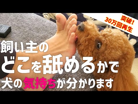 うちの犬が私の顔をなめるのはなぜですか?
