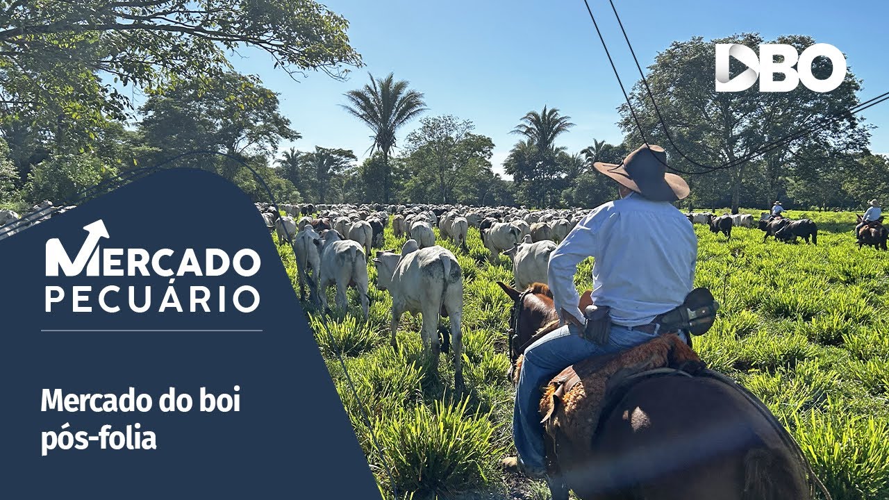 Após o Carnaval, qual o futuro do boi gordo?