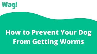 How to Prevent Your Dog From Getting Worms | Wag!