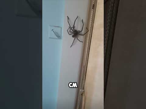 The BIGGEST SPIDER Ever #shorts