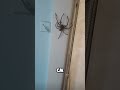 The BIGGEST SPIDER Ever #shorts