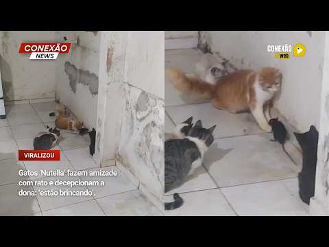 Vídeo: Gatos ‘Nutella’ fazem amizade com rato e decepcionam a dona: ‘estão brincando’.