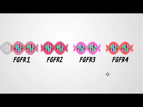 FGFR Mutations