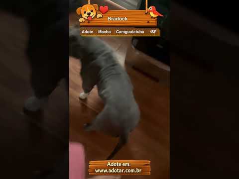 Vídeo de Bradock