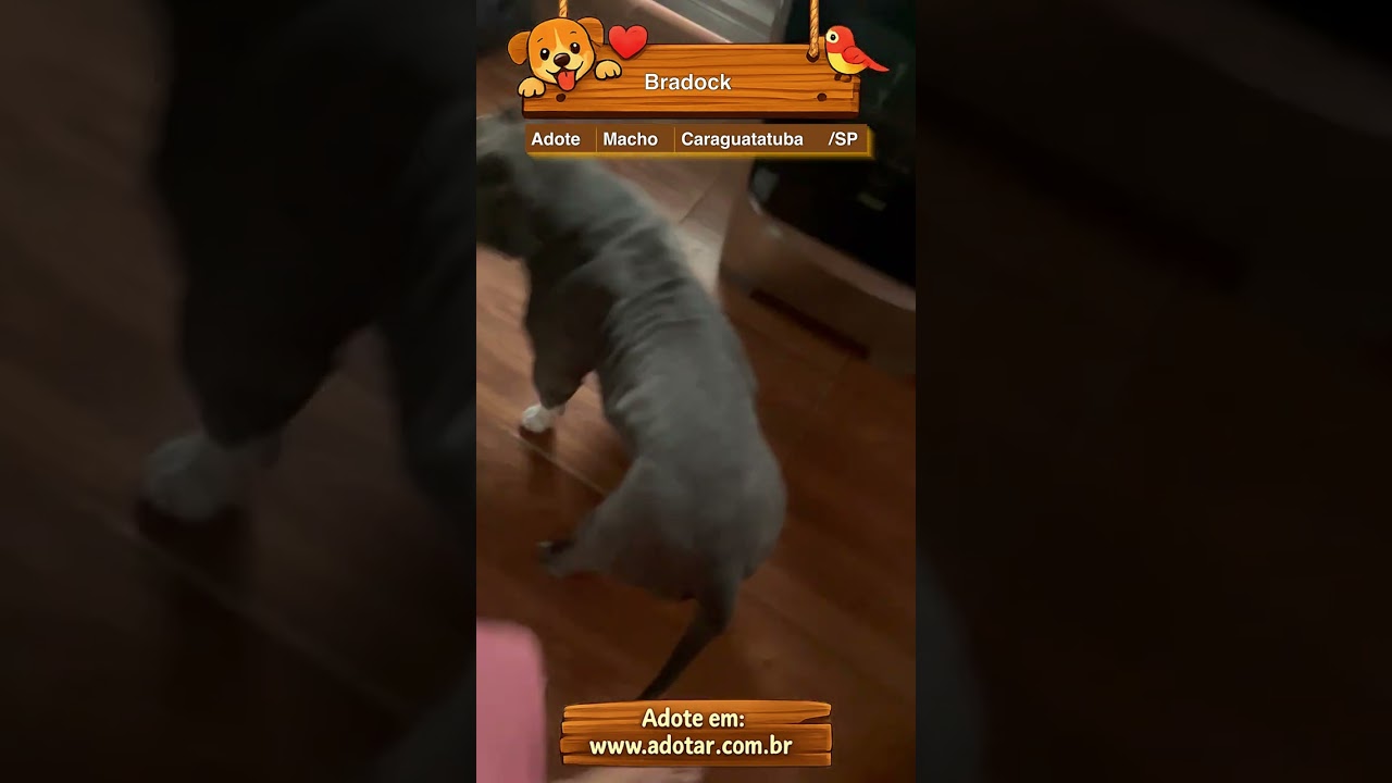 Cachorro raça Pit-Bull idade 6 ou mais anos nome Bradock