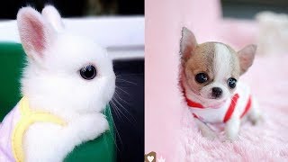 Cutest Animals! Cute baby animals Videos Compilation cute moment of the animals #7