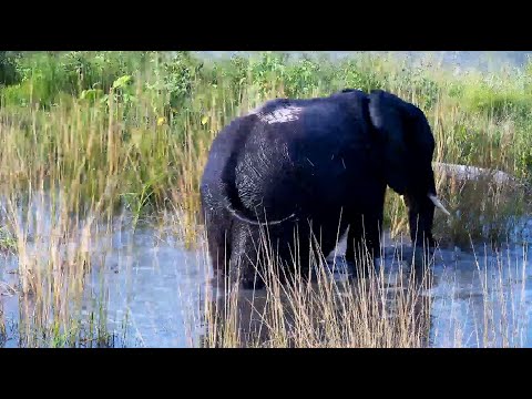 Elephant Personal Pool Party in the old pan in front of the Djuma Cam 1/28/26