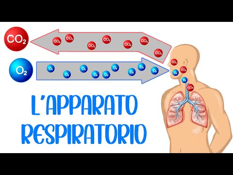 🌬️ L'APPARATO RESPIRATORIO e la RESPIRAZIONE 🫁 Vie Aeree, Polmoni e Danni da Fumo 🚬🚭 (Corpo Umano)