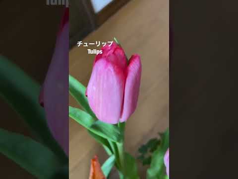 特別な色と花の形をしたチューリップ 植物