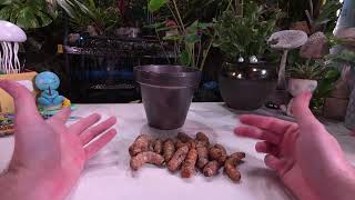 How to Grow Tumeric Ginger Indoors and Out