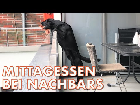 Cedric der Labrador - 109 | Mittagessen bei Nachbars