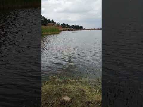 la hermosa presa de mi barrio el gigante de santa rosa de lima el oro edomex
