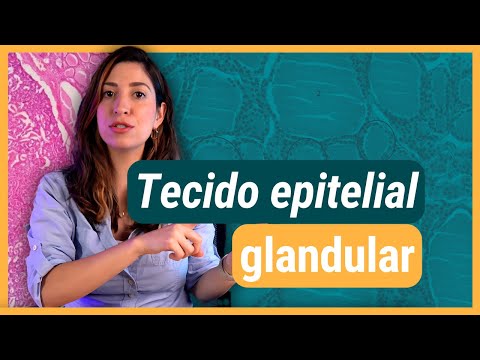Glandular epithelial tissue | Histology