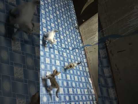 #cat #baby #play #subhra #night 🐹🐱🐹🐱🐹