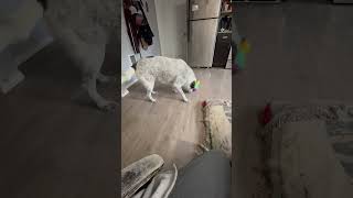 Video preview image #1 Pyrenees Catahoula Puppy For Sale in Bend, OR, USA