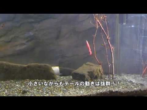 Gary YAMAMOTO ムービーカタログ ~2”グラブ(SW)~