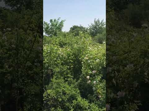 Sirenenprobe SES1000 (Fernaufnahme)