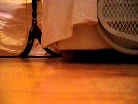 Champion Spotlight - Volibear, the Thunder's Roar