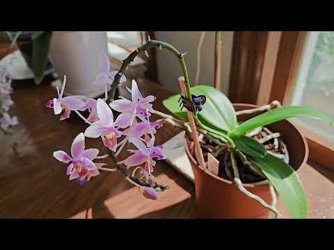 Unboxing Awesome 👌 Orchids from Patrick & What They Look Like Repotted! 🌸