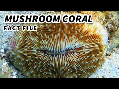 Mushroom Coral Facts: CORAL Named After MUSHROOMS 🍄 Animal Fact FIles