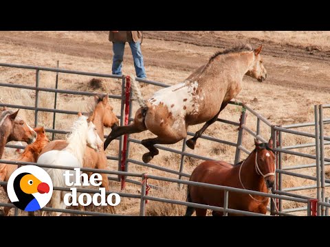 A Wild Horse Recognizes His Sweetheart After 2 Years Apart