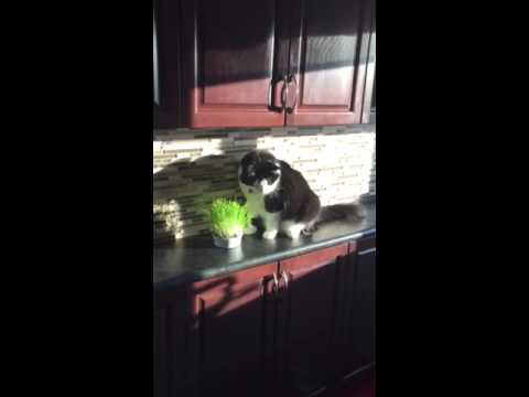 Cats like fresh grass