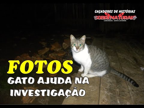 SLIDE DE FOTOS - GATO AJUDOU NA INVESTIGAÇÃO