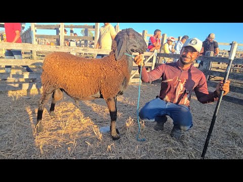 FEIRA DE CAPRINOS E OVINOS EM DOIS RIACHOS ALAGOAS #nordeste 