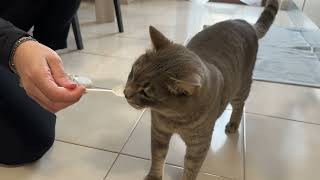 My kitten eating a tasty tuna snack