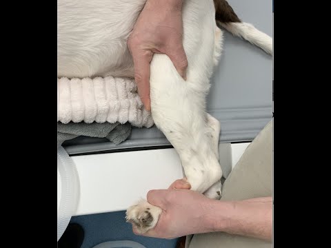 Diagnosing Cruciate Failure in Dogs - Manual Tests