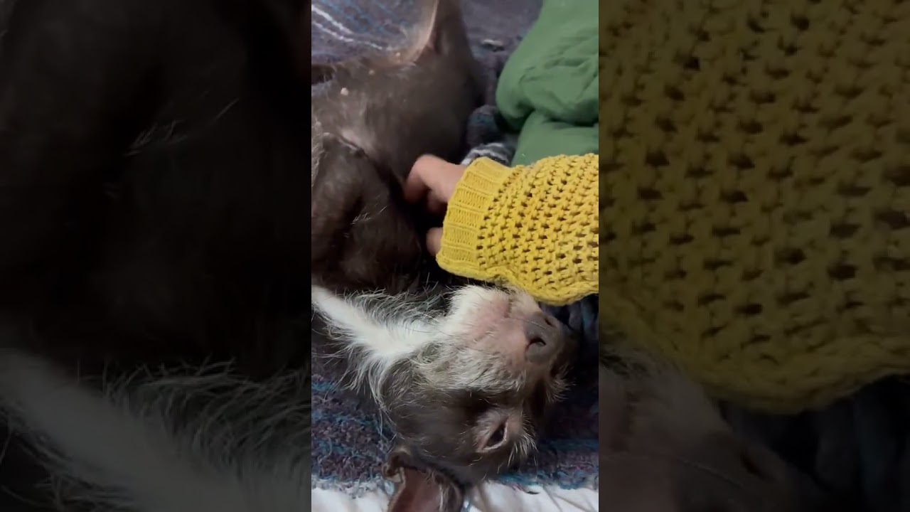 Enlarge CLEO, a Adoptable mixed breed in Langley, BC video 4/6