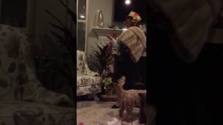 Mom sings both parts of duet "Baby it's cold outside" in a costume contest, cross-dressing?